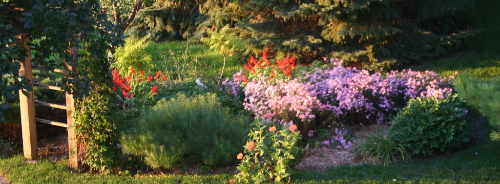 Amsonia, asters, annuals make for a pretty fall garden. 