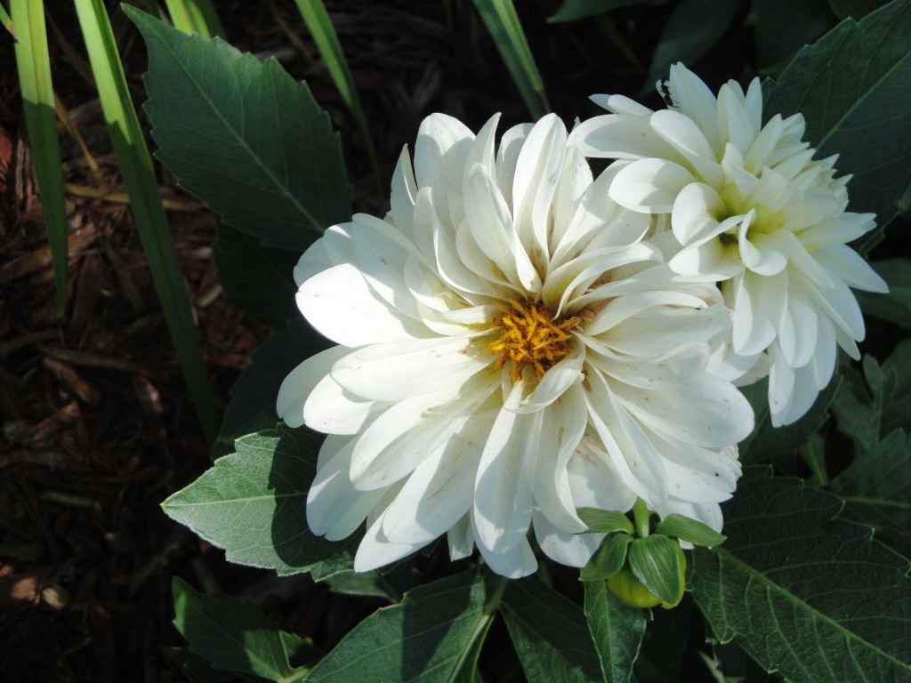 The variety of bloom sizes and colors is one reason gardeners love dahlias.