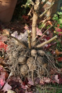Grown from seed, this dahlia plant produced plenty of tubers. 