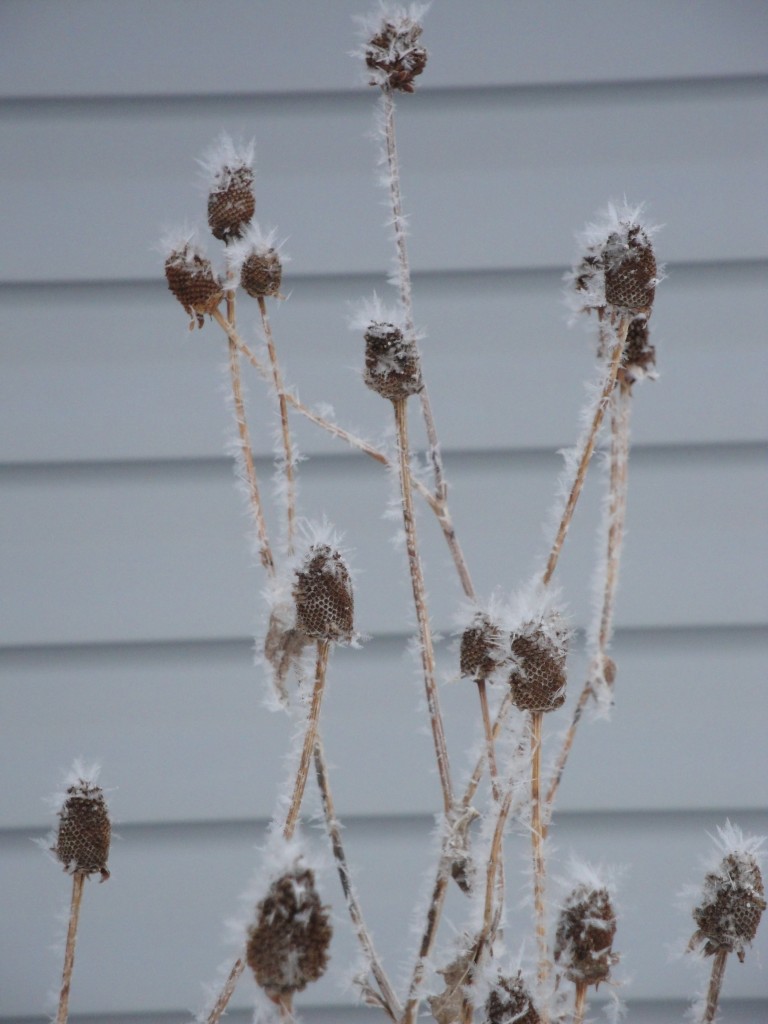 rudbeckia in hoar frost