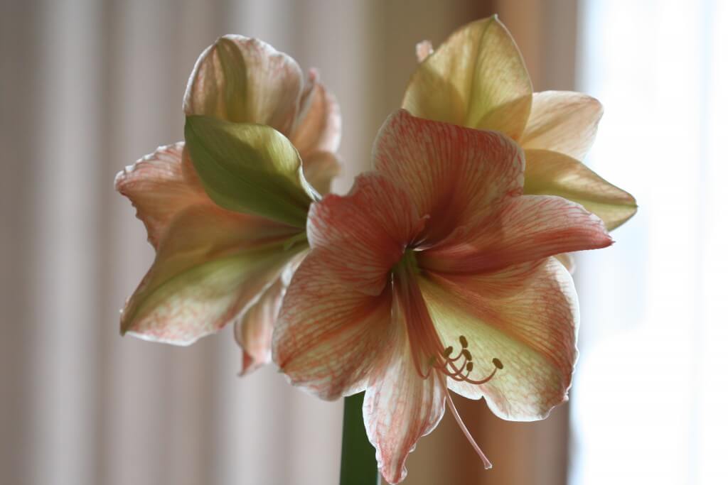 Amaryllis blooms on New Year's Day