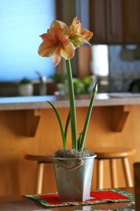amaryllis in pot