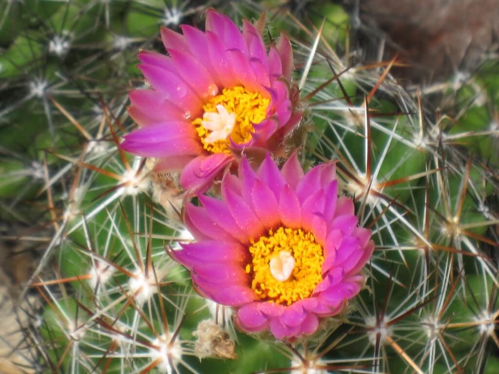 The Shannons' cacti collection includes many beautiful native forms. 