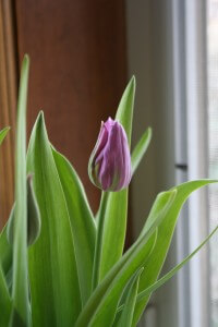 Tulip bulb about to bloom