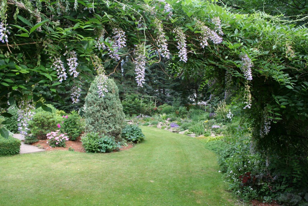 Wisteria adorns an archway leading to one of the garden rooms. 