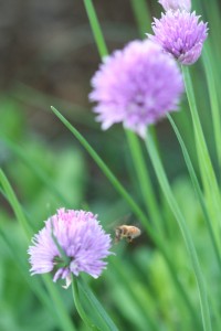 A bee heads for a chive flower.