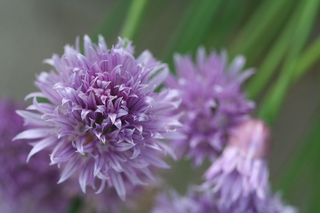 Chives have pretty blooms as well as tasty stems.