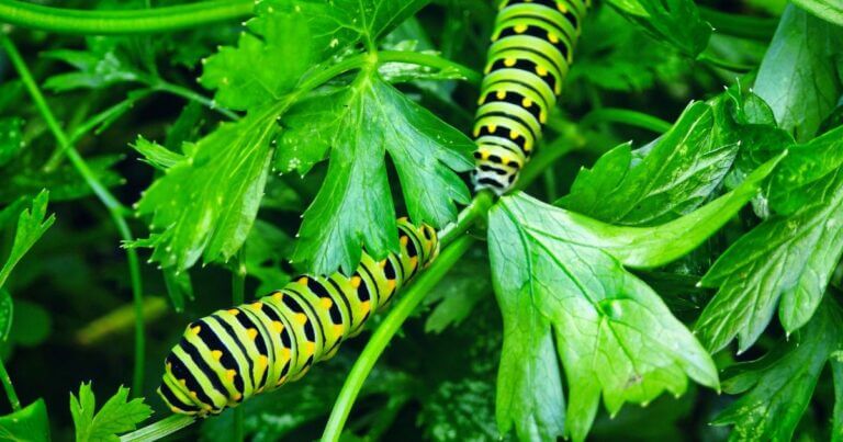 Plant Herbs for Pollinators