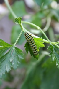 Caterpillar on parsley