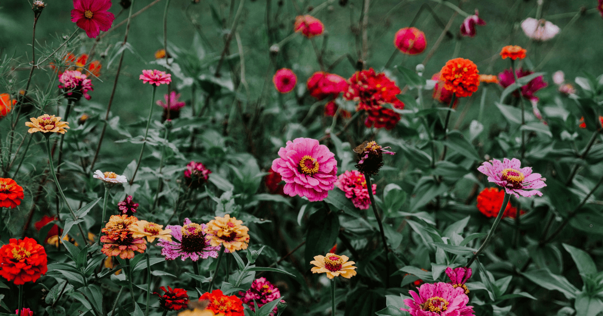 Zinnias growing from seed