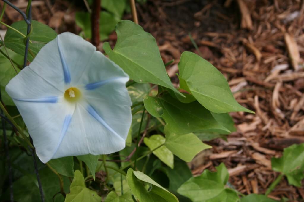 Heavenly Blue morning glory