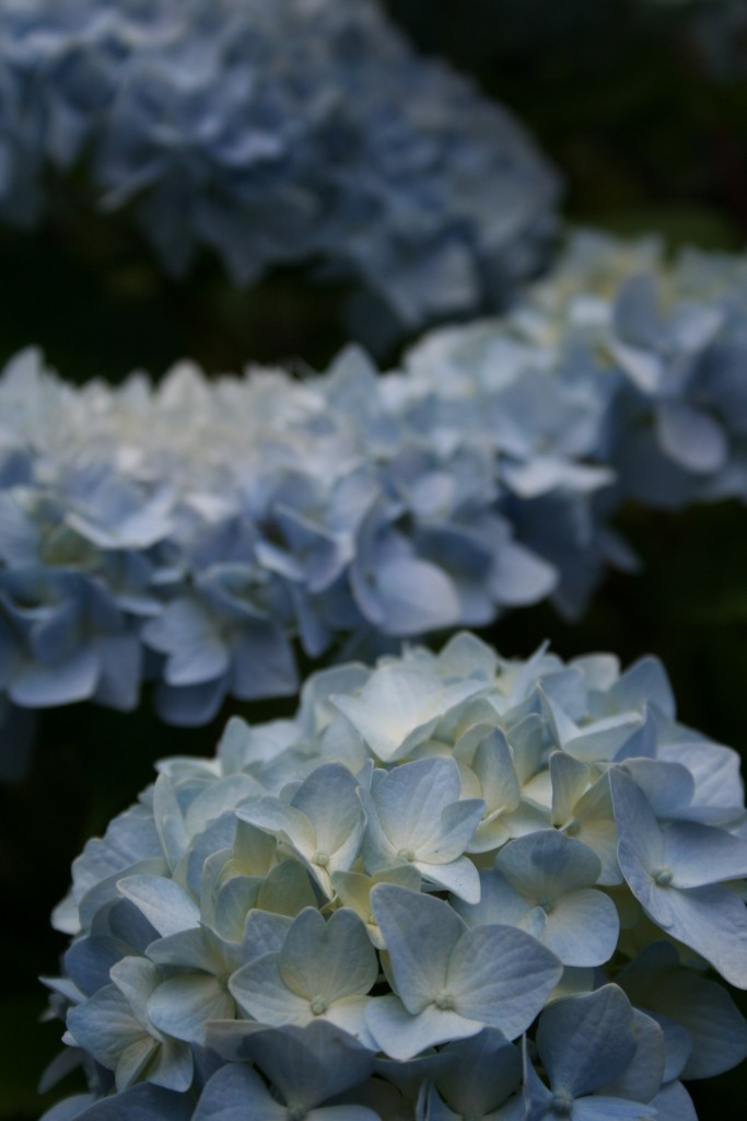 With the soil that is acidic, some hydrangeas will produce a baby blue bloom,