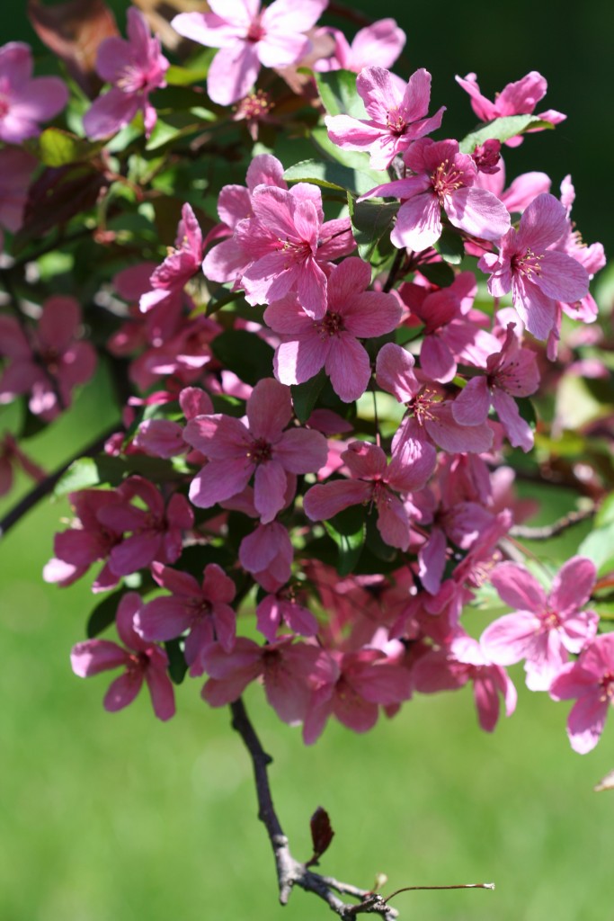 Crabapple blossoms put a pink glow on spring in Minnesota. 