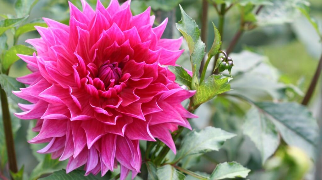 Dahlias add glamour to the garden. 