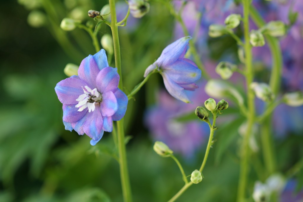 What could be more English than a delphinium?