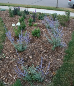 These plants looked a little far apart when first planted, but look below to see the garden two years later. 