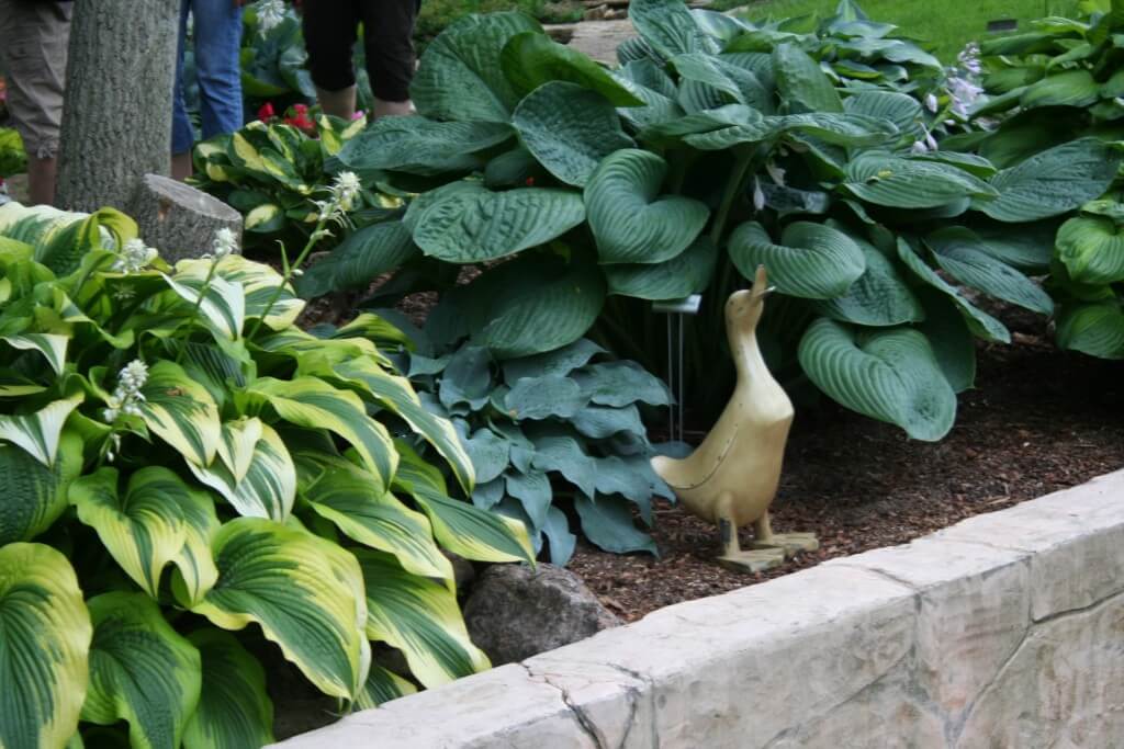 So many hostas, so little time. 