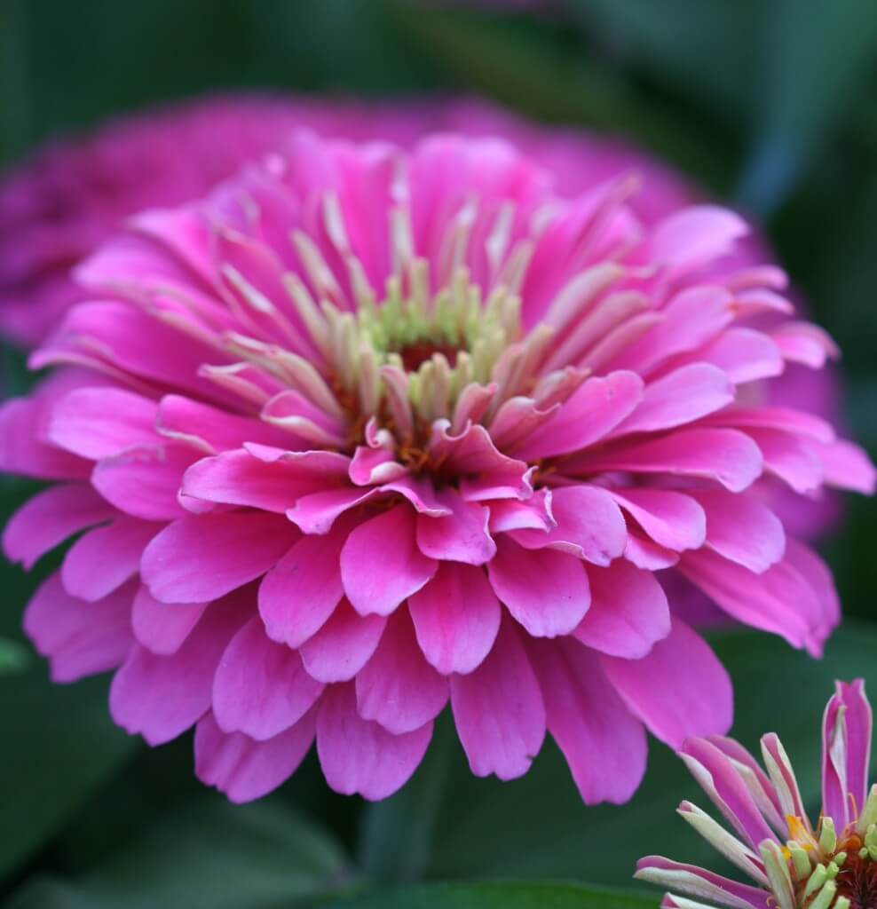 Magellan Mix zinnia