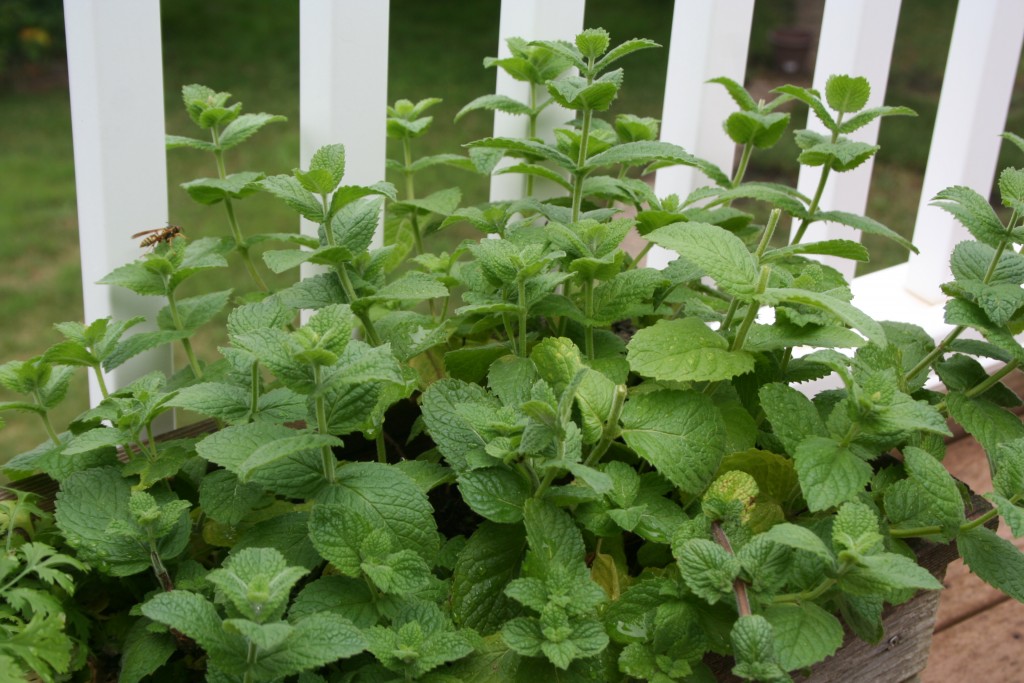 Herbs like mint are great in a cottage garden, but keep them contained or they will take over. These are in a garden box. 