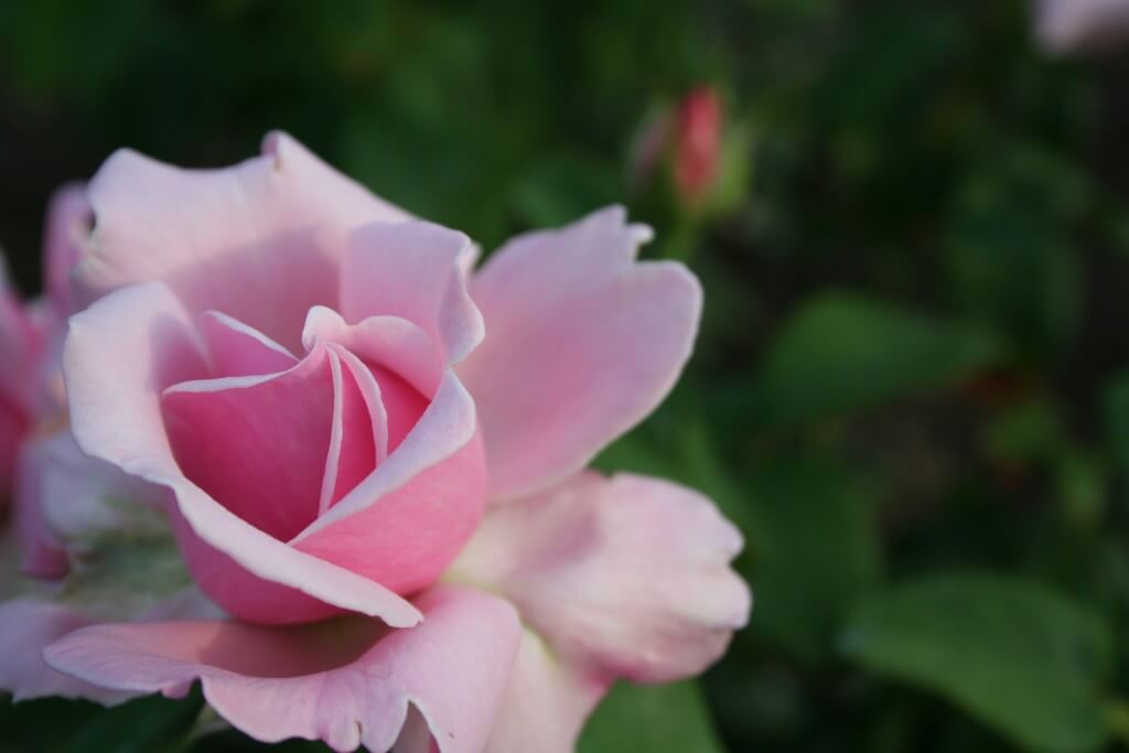 Roses are pretty, but cut flowers fade. 