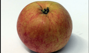 Wealthy apple -- photo courtesy of Creative Commons