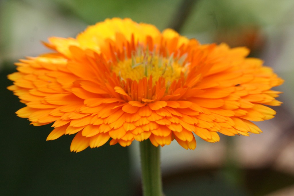 Calendula is a very easy to grow from seed annual. Pretty too. 