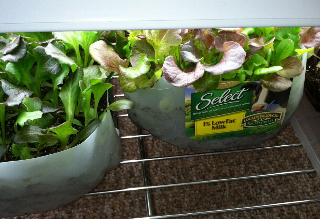 Start lettuces indoors to get a start on the greens season. 