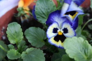 Sure signs of spring—pansy pots and the MSHS Garden Gala
