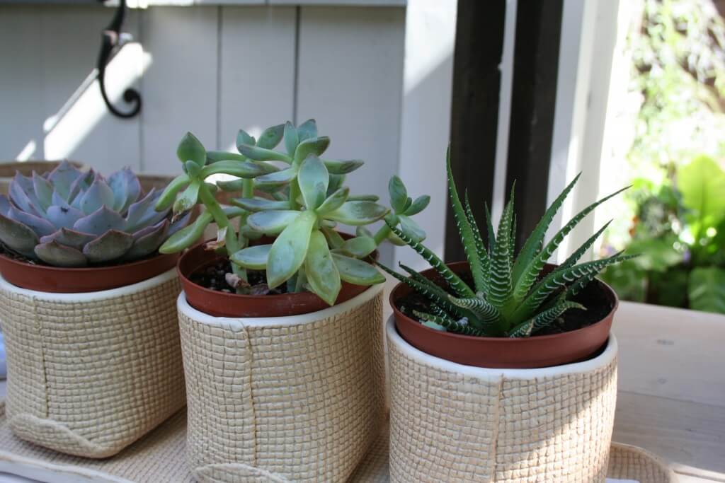 Simple containers of succulents