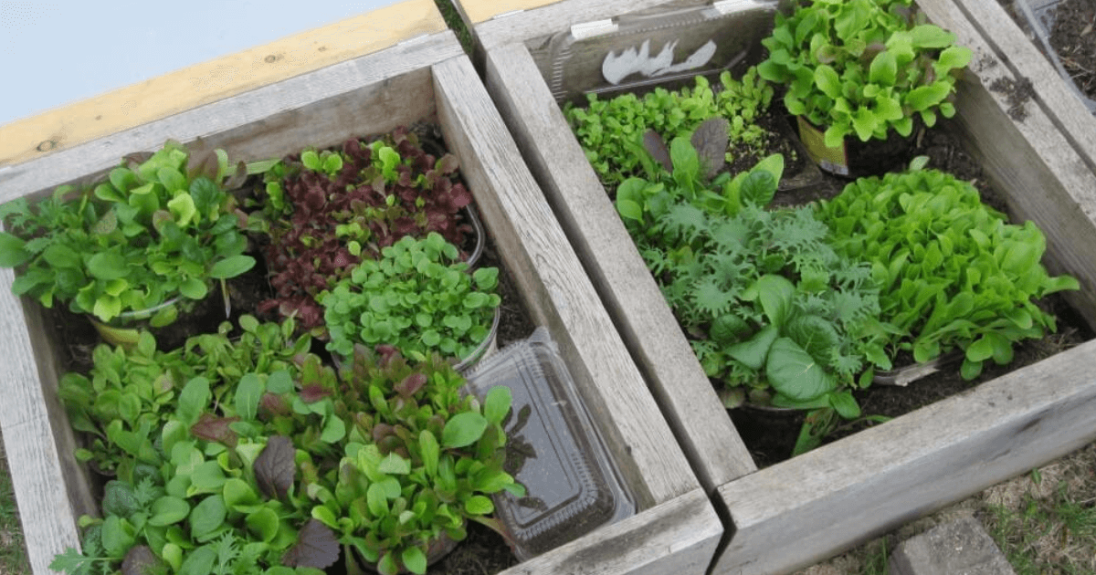 Growing lettuce early is simple in a cold frame