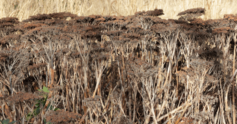 Perennial care in spring like dried sedum stalks