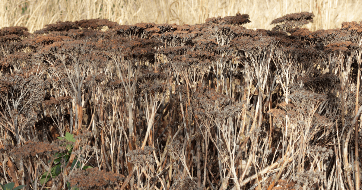Perennial care in spring like dried sedum stalks