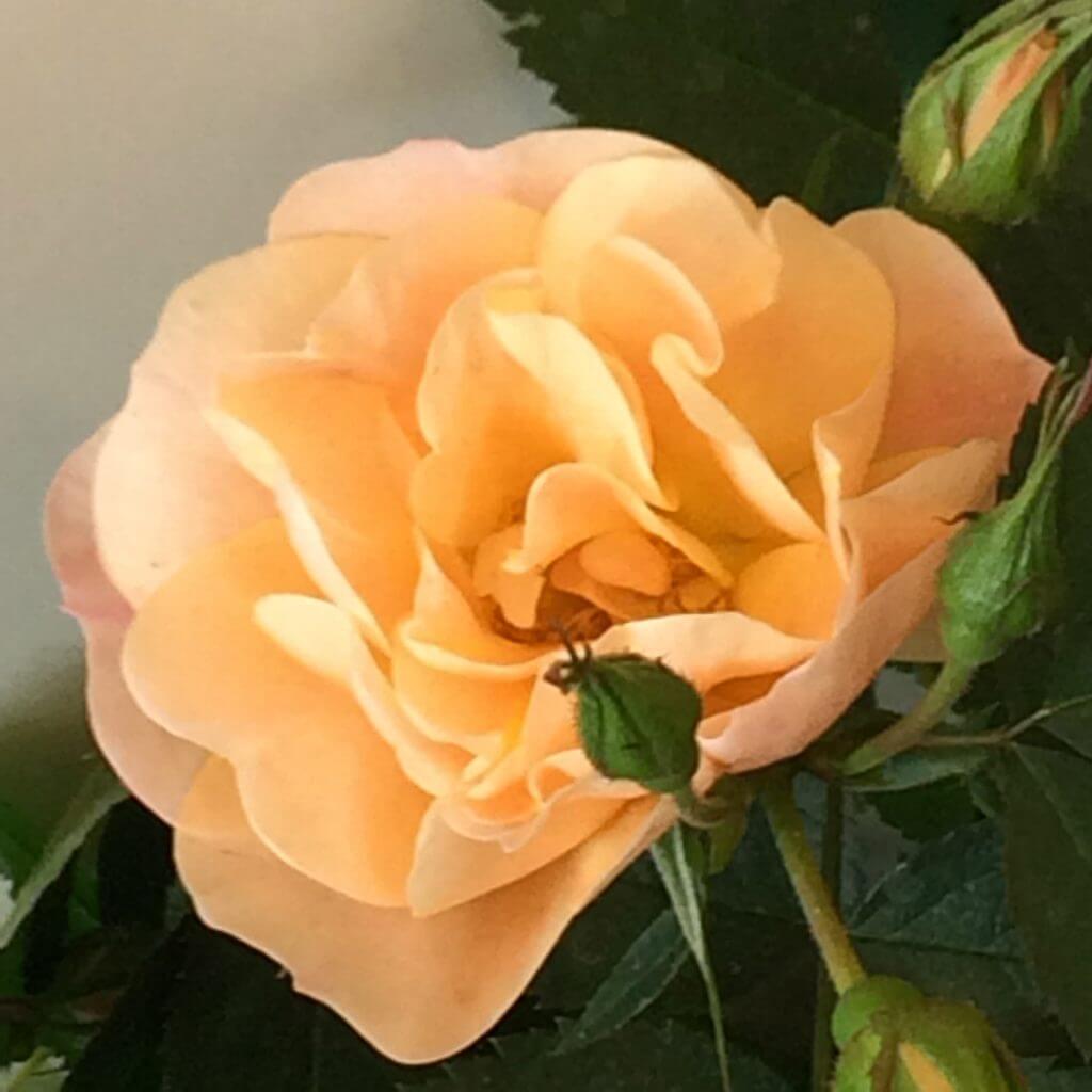 Above and Beyond rose