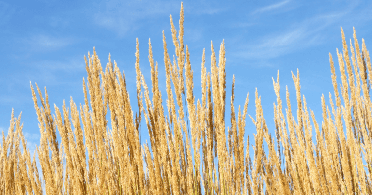 Plant Profile: Karl Foerster Grass