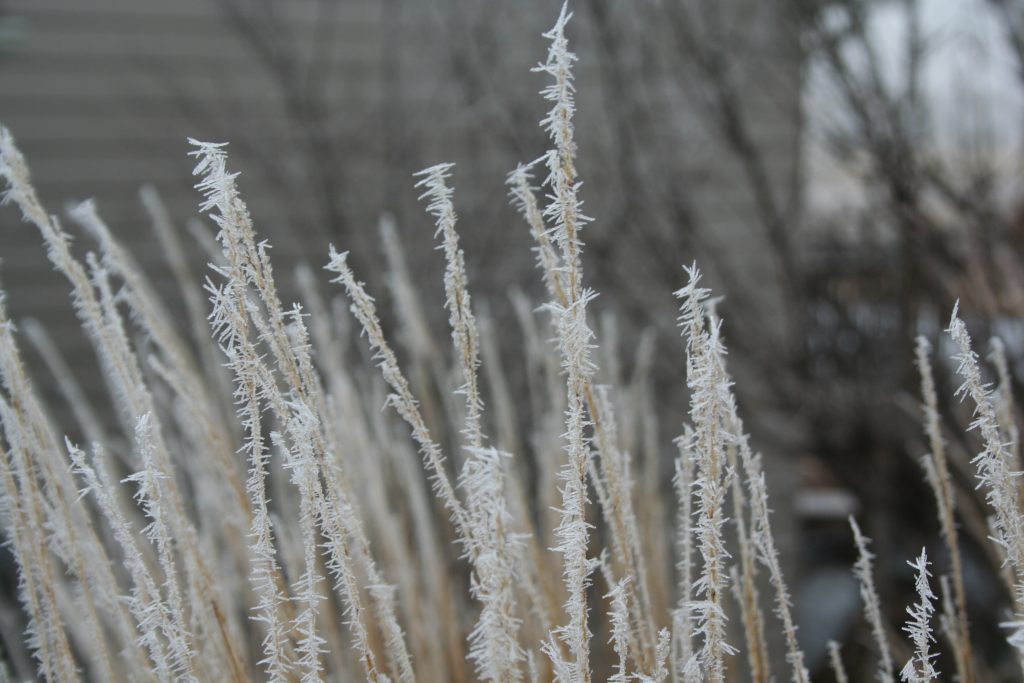 Hoar frost clings to the seed heads of Karl Foerster grass.