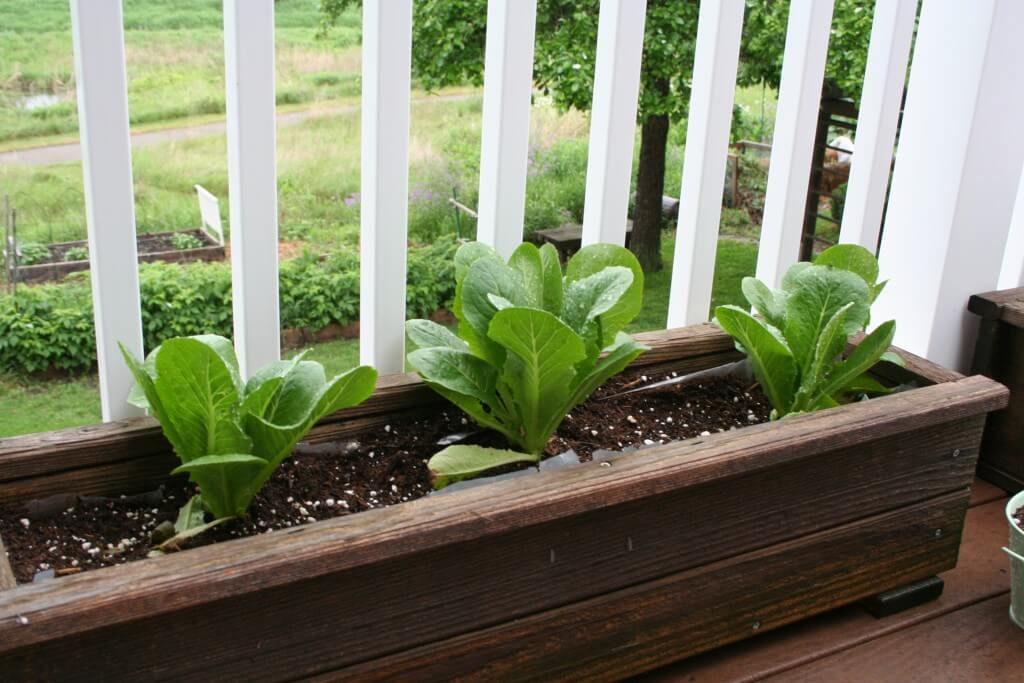 Romaine lettuce starts growing in a window box