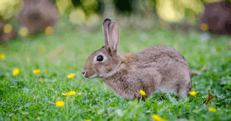 a rabbit in a backyard