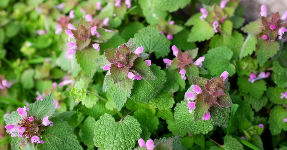 deadnettle