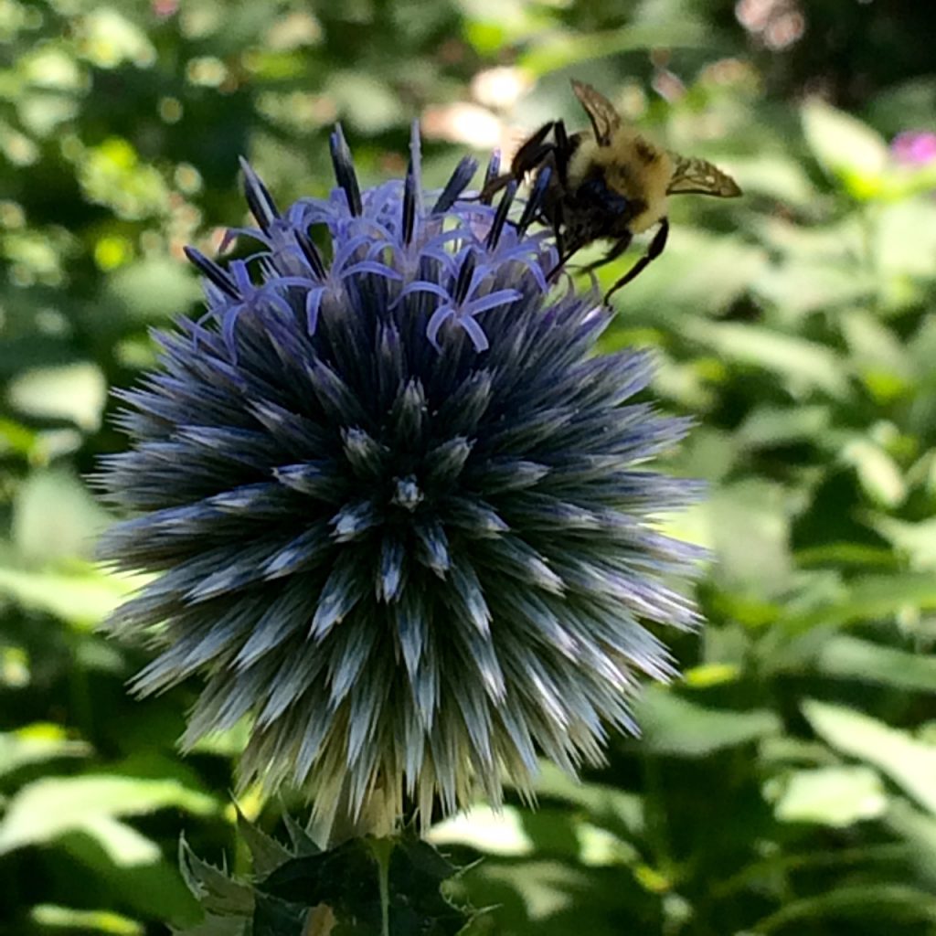 Bees are very attracted to globe thistle. 