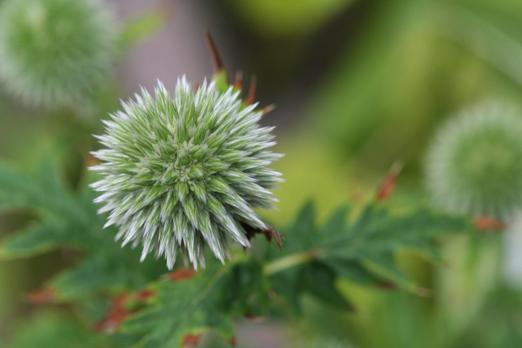 Globe thistle blooms are about the size of a golf ball and spiky. 
