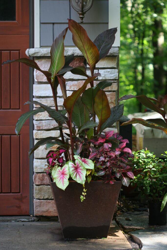 Is it purple, magenta, red—whatever the color that edges this canna plant—it adds to the drama of the container. 