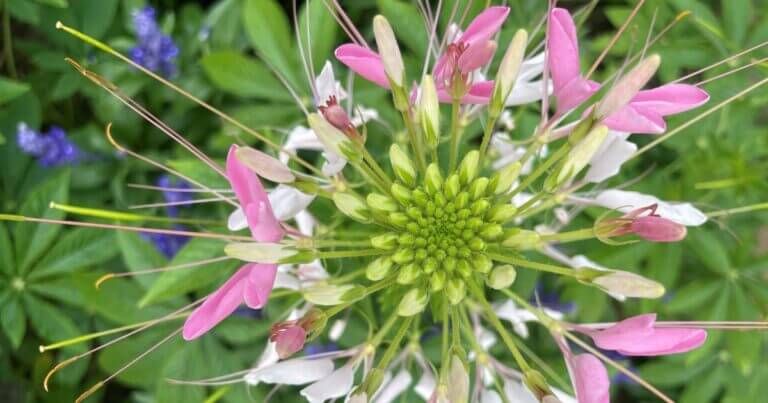 Plant Profile: Cleome