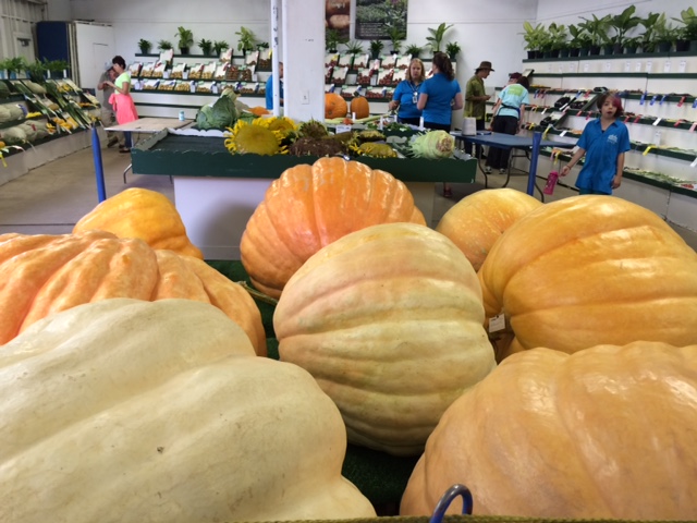 OK, this has nothing to do with our booth at the fair, but just a few doors down from MSHS is the vegetable competition room. After you renew or join MSHS, be sure to stop by the big squash. Impressive!