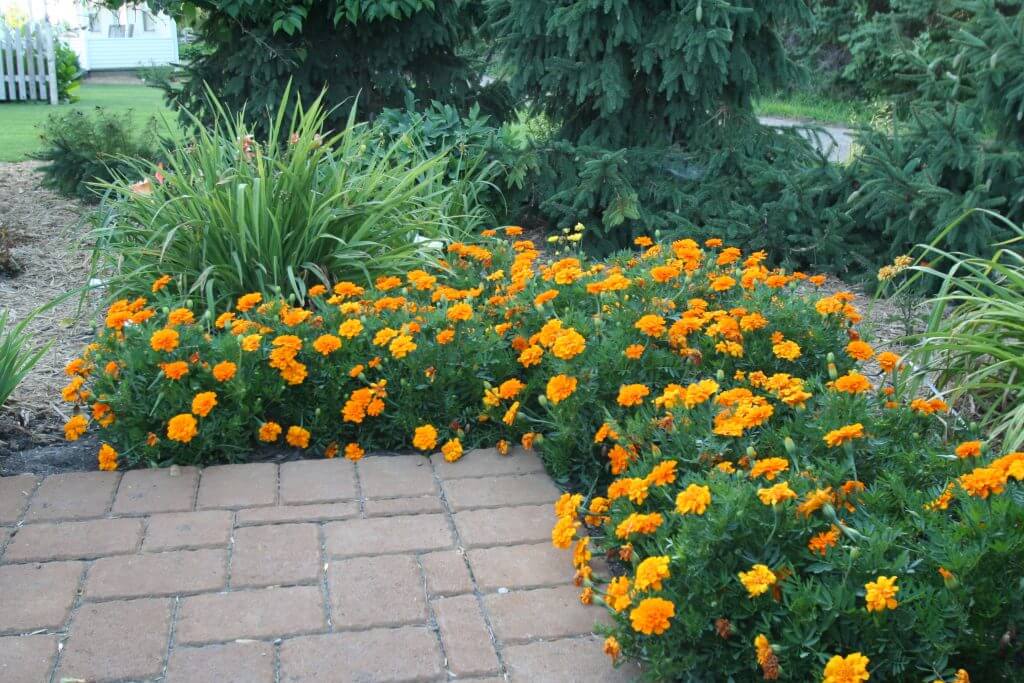 For lush bloom, marigolds can be deadheaded well into August. These are from the display gardens at the University of Minnesota in Morris. 