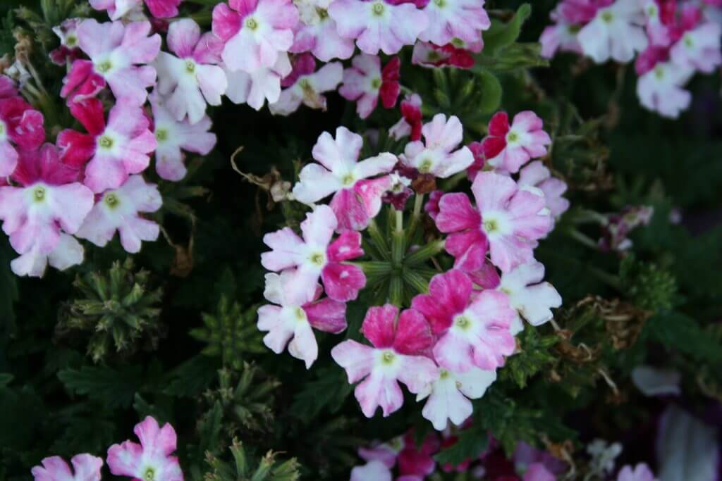 Superbena® Sparkling Ruby is a self-cleaning verbena. No deadheading necessary. 