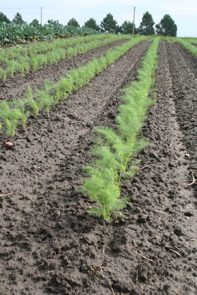 Rows and rows of fennel. 