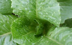 Lettuce tasting? Sounds like fun. 