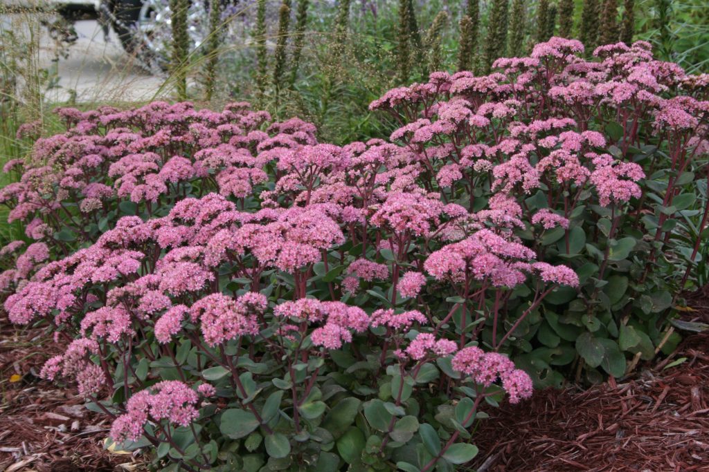 Sedum and other hardy plants do well when planted in fall. 