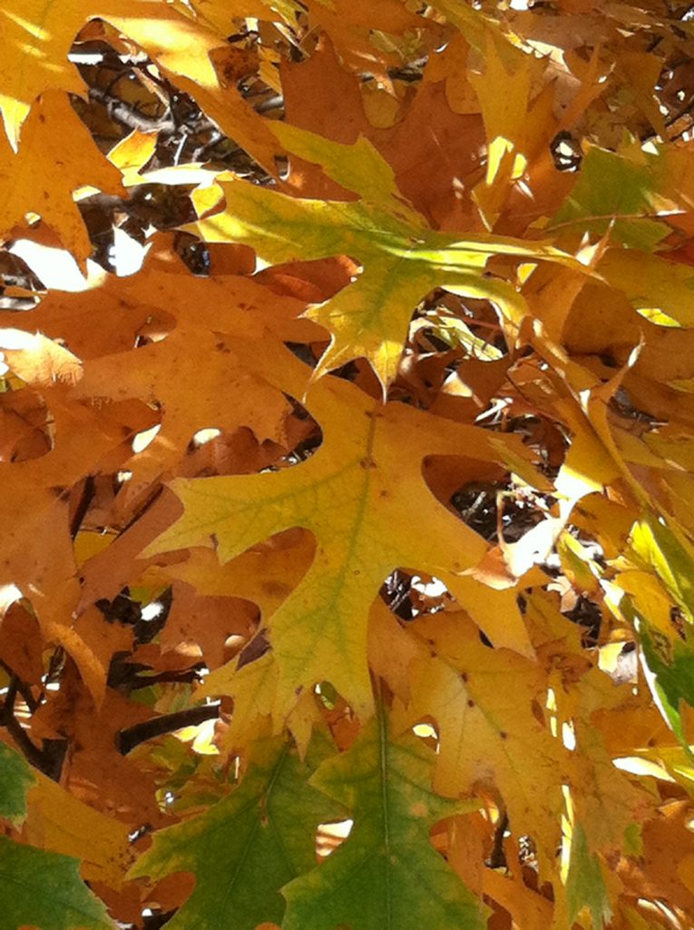 Northern pin oak leaves in fall. 