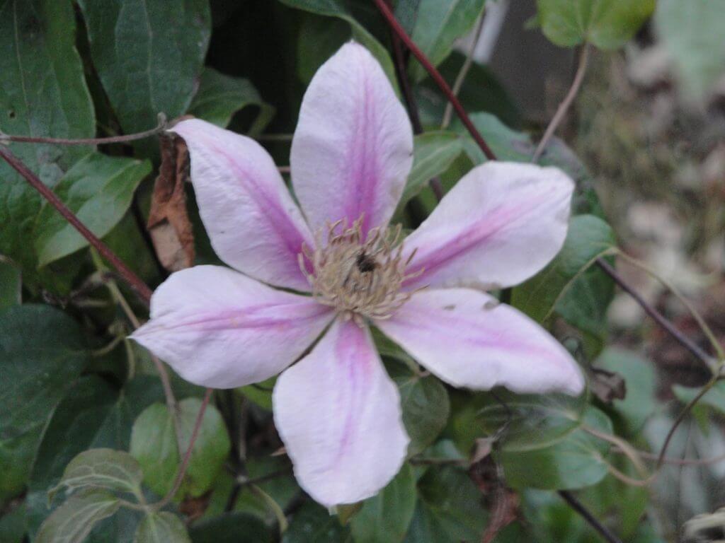 A clematis in bloom on Nov. 10, 2011. You never know what November will bring in the garden.